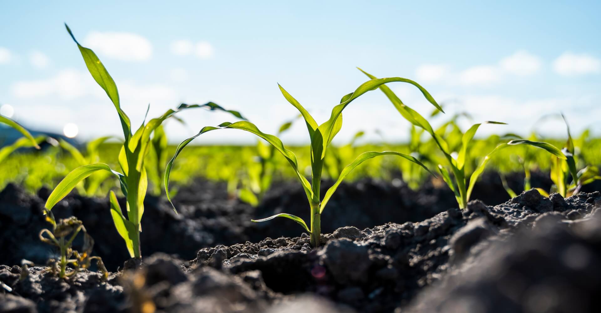 conscious day growing